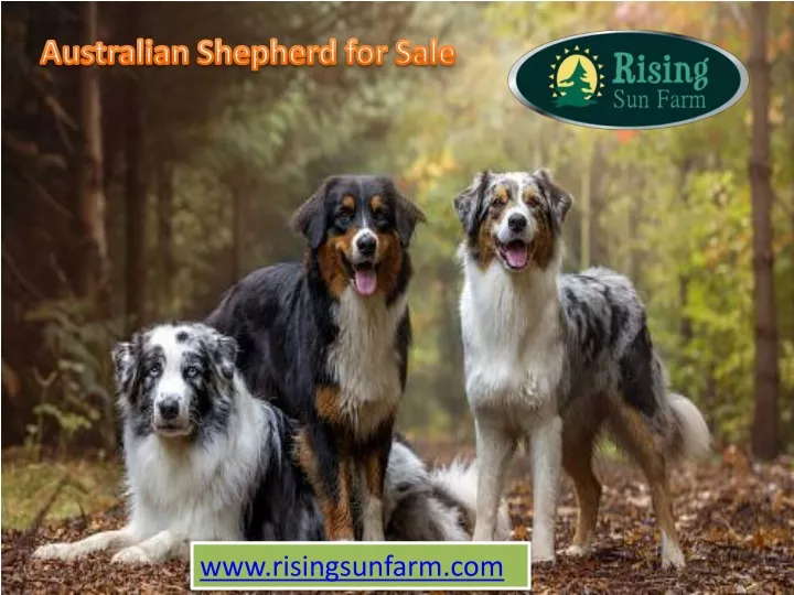australian shepherd for sale