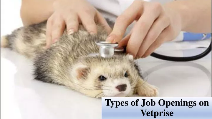 types of job openings on vetprise