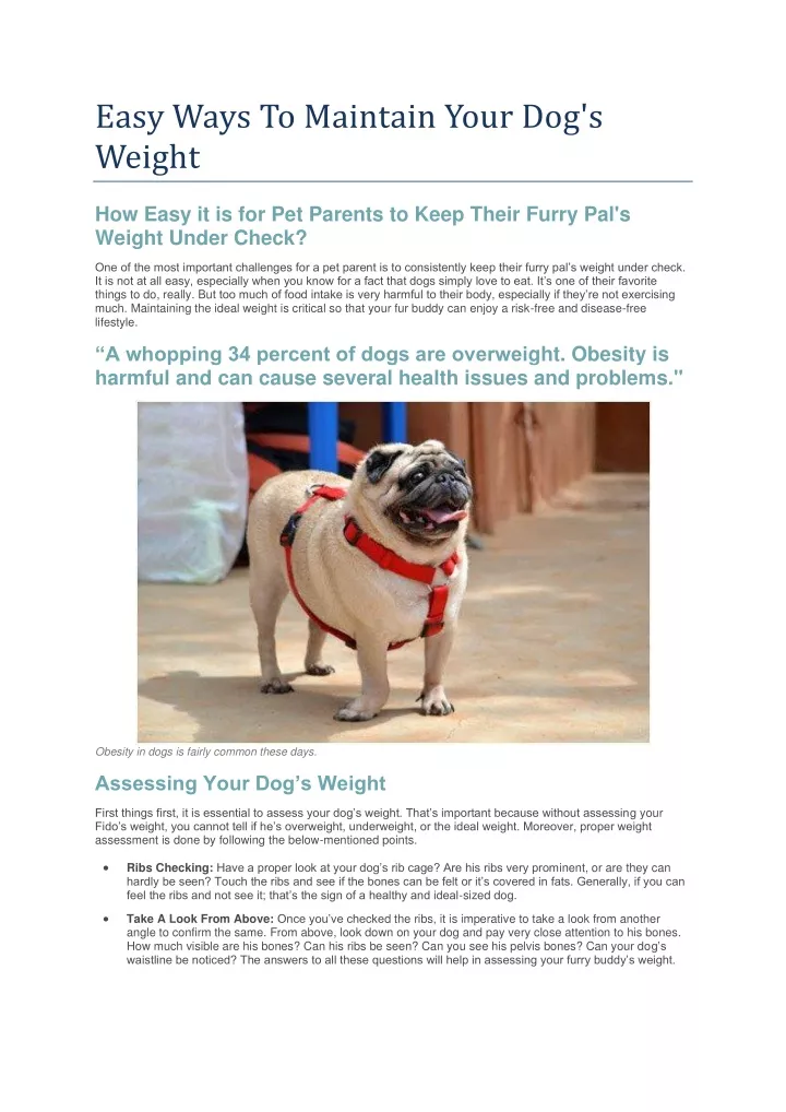 easy ways to maintain your dog s weight