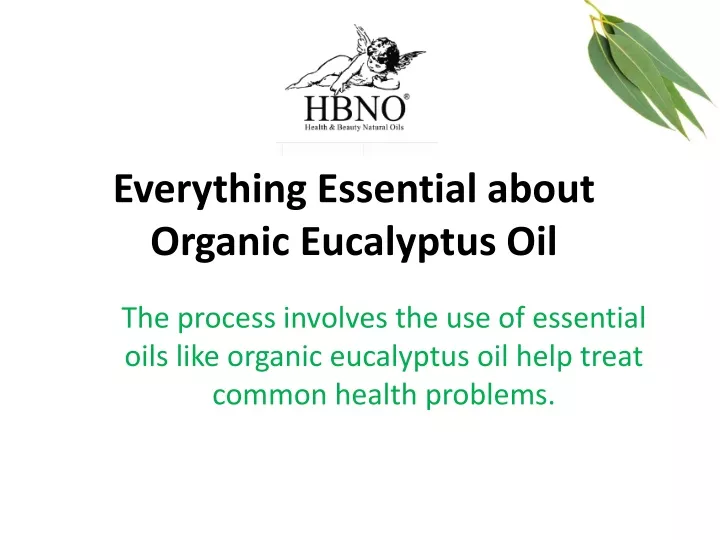 everything essential about organic eucalyptus oil