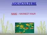 powerpoint presentation on aquaculture