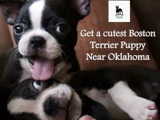 Get a cutest Boston Terrier Puppy Near Oklahoma