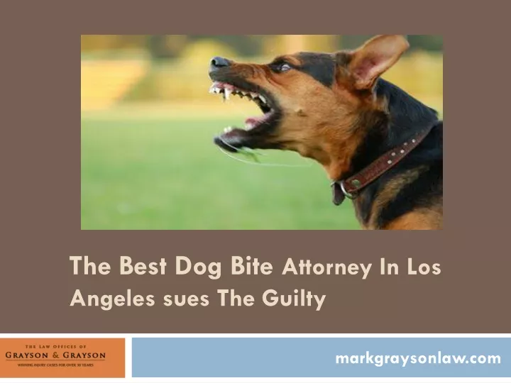 the best dog bite attorney in los angeles sues the guilty