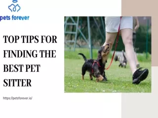 Top Tips for Finding the Best Pet Sitter