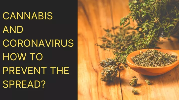 cannabis and coronavirus how to prevent the spread