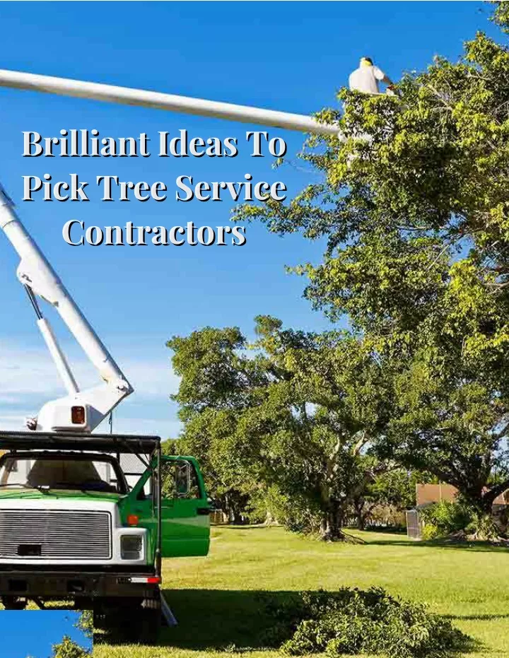 brilliant ideas to pick tree service