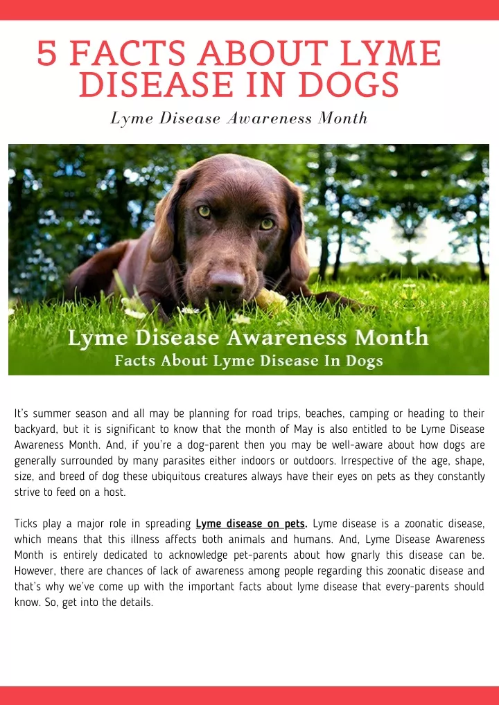 5 facts about lyme disease in dogs lyme disease