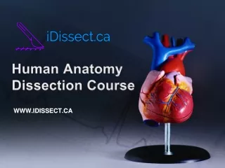 For Human Anatomy Dissection Course - Check out www.idissect.ca