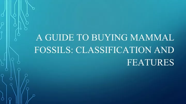 a guide to buying mammal fossils classification and features