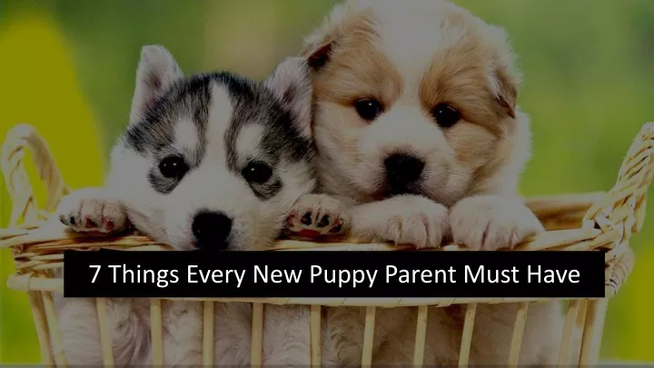 7 things every new puppy parent must have