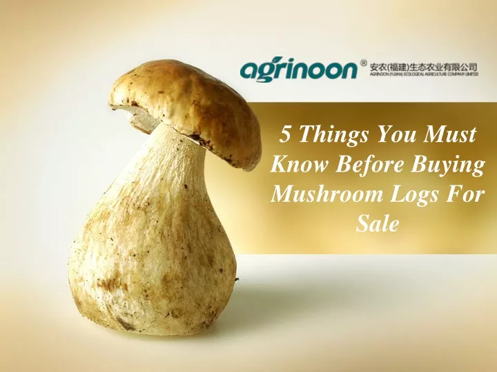 5 things you must know before buying mushroom logs for sale