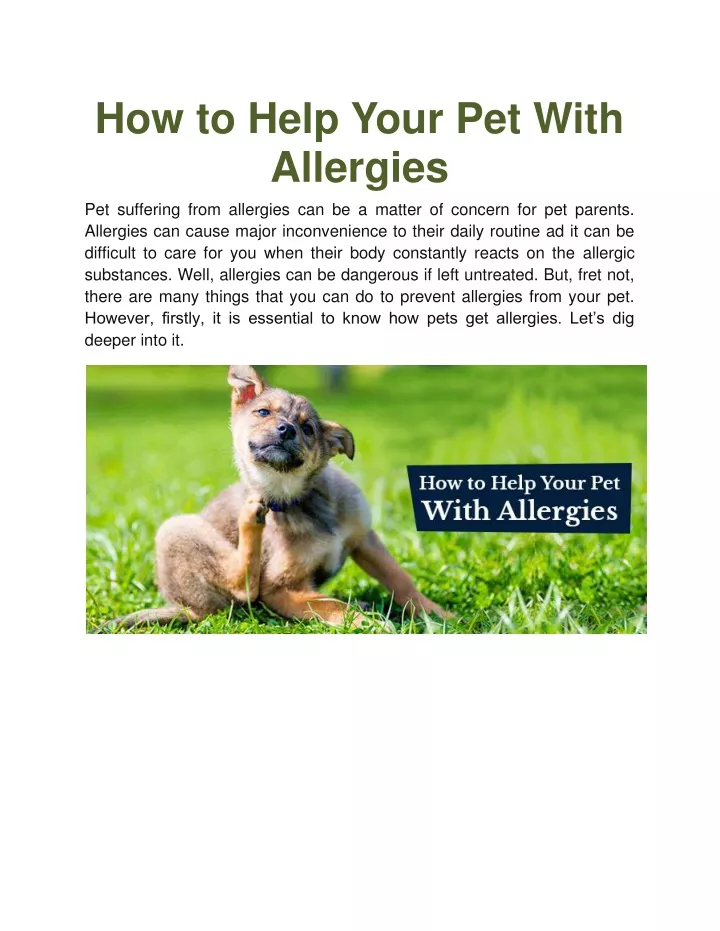 how to help your pet with allergies pet suffering