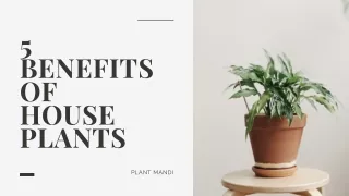 5 Benefits of House plants