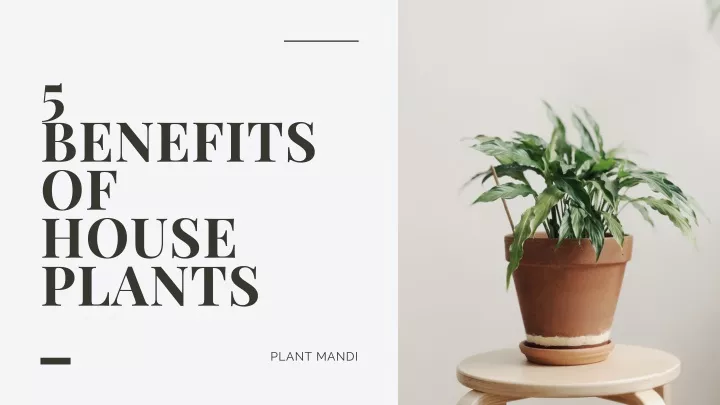 5 be nefits of house plants