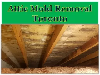 Attic Mold Removal Toronto