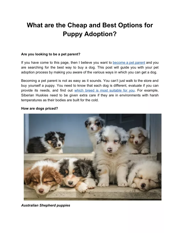 what are the cheap and best options for puppy