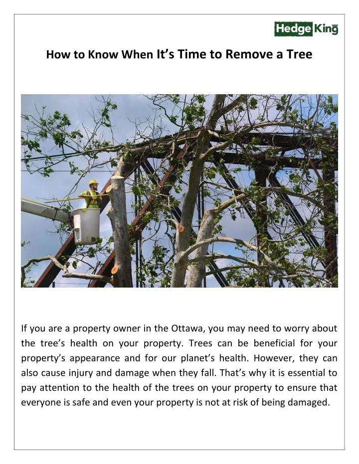 how to know when it s time to remove a tree