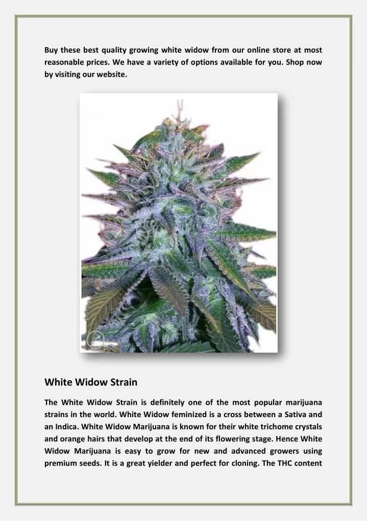 buy these best quality growing white widow from