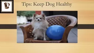 How to Keep Your Beloved Dog Healthy?