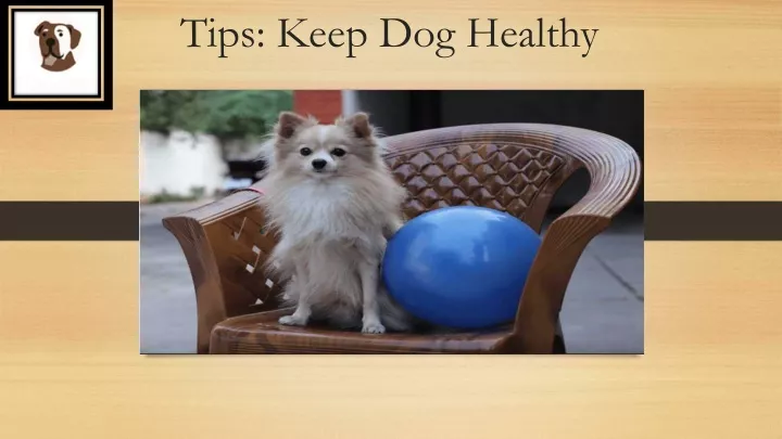 tips keep dog healthy