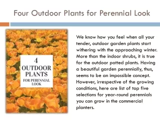 4 Outdoor Plants & Flowers for beautiful look