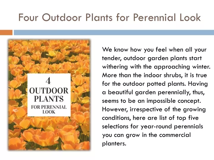 four outdoor plants for perennial look