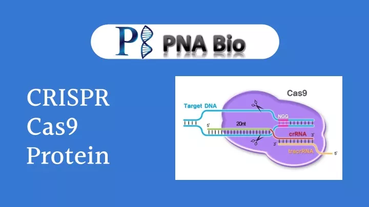 crispr cas9 protein