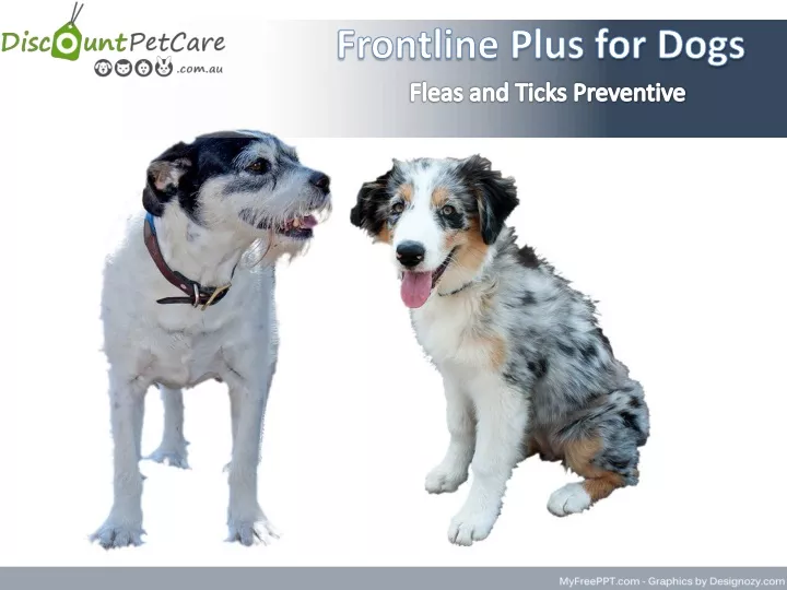 frontline plus for dogs