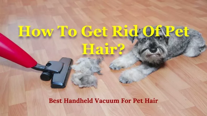 how to get rid of pet hair