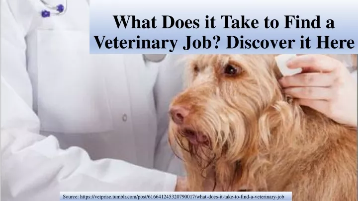 what does it take to find a veterinary job discover it here