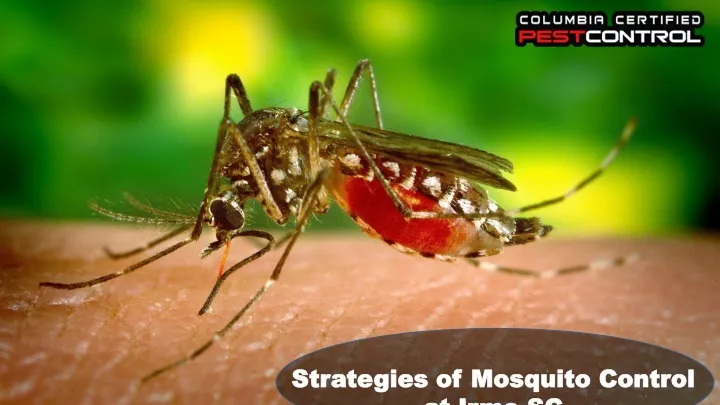 strategies of mosquito control strategies