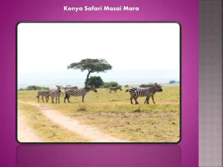 kenya safari masai mara