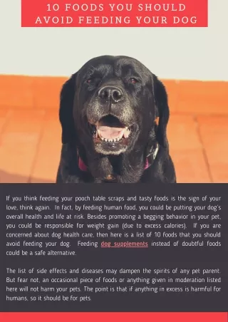 10 foods you should avoid feeding your dog