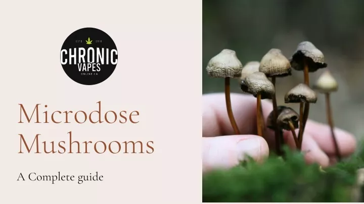 microdose mushrooms