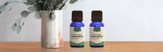 Eucalyptus Essential Oil Benefits