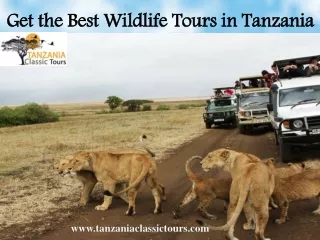 Get the Best Wildlife Tours in Tanzania