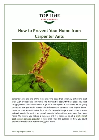 How to Prevent Your Home from Carpenter Ants