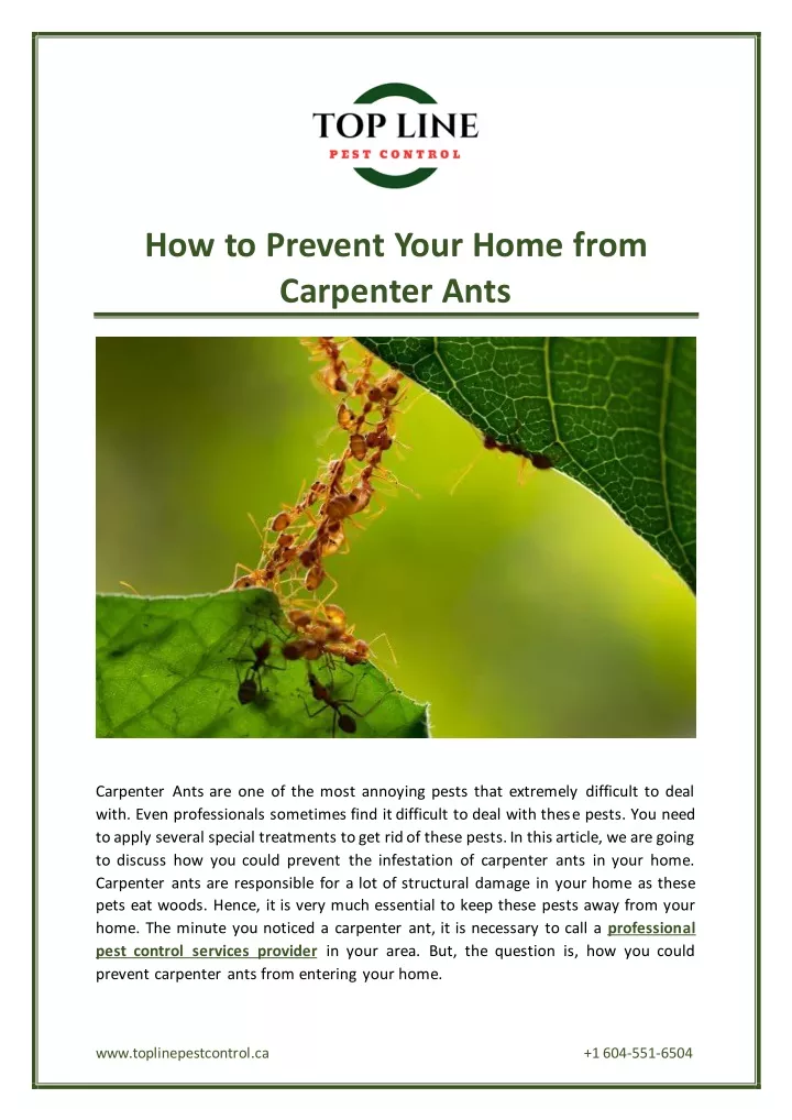 how to prevent your home from carpenter ants