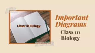 Class 10 Biology Diagrams That You Must Prepare