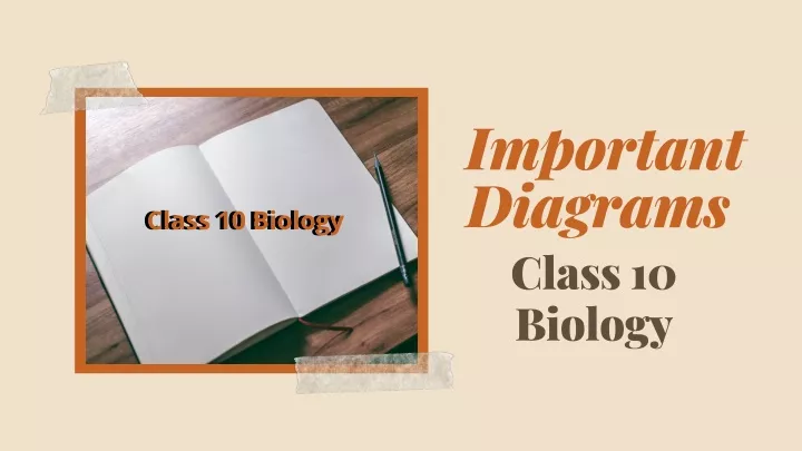 important diagrams class 10 biology