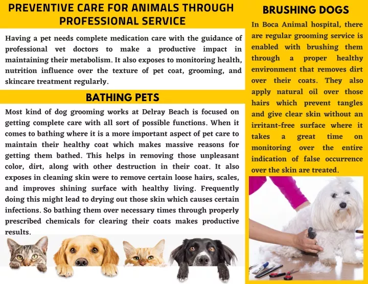 preventive care for animals through professional