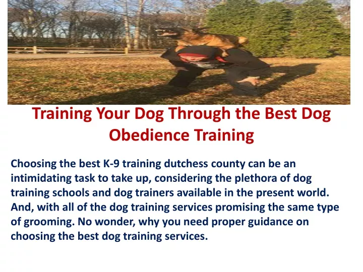 training your dog through the best dog obedience training