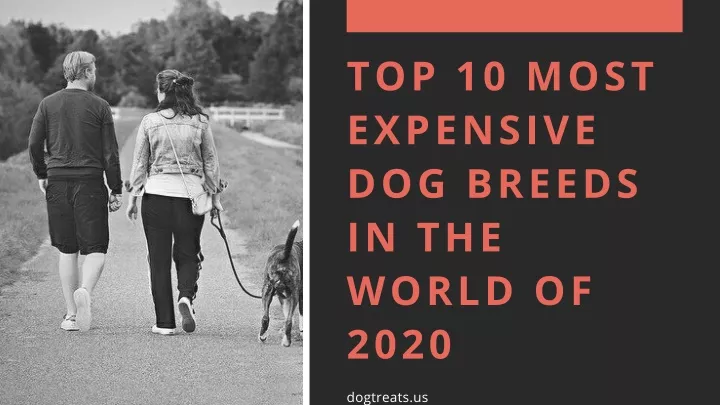 top 10 most expensive dog breeds in the world