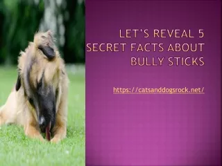 Let’s Reveal 5 Secret Facts about Bully Sticks - Cats and Dogs Rock
