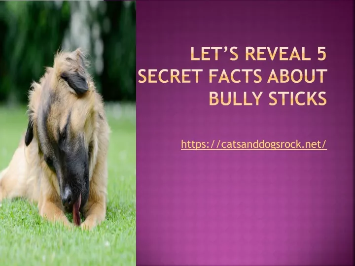 let s reveal 5 secret facts about bully sticks