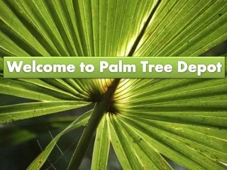 How to Plant Sabal Palm? 7 Steps to Know