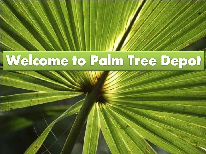 welcome to palm tree depot