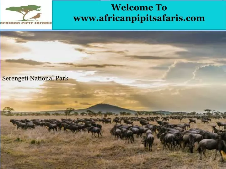 welcome to www africanpipitsafaris com