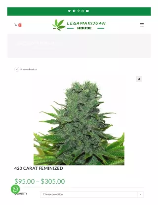 Buy 420 Carat Feminized Strain Online – Legamarijuanhouse.com