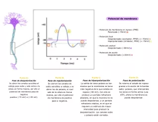 Diagrama impulso nerviosos